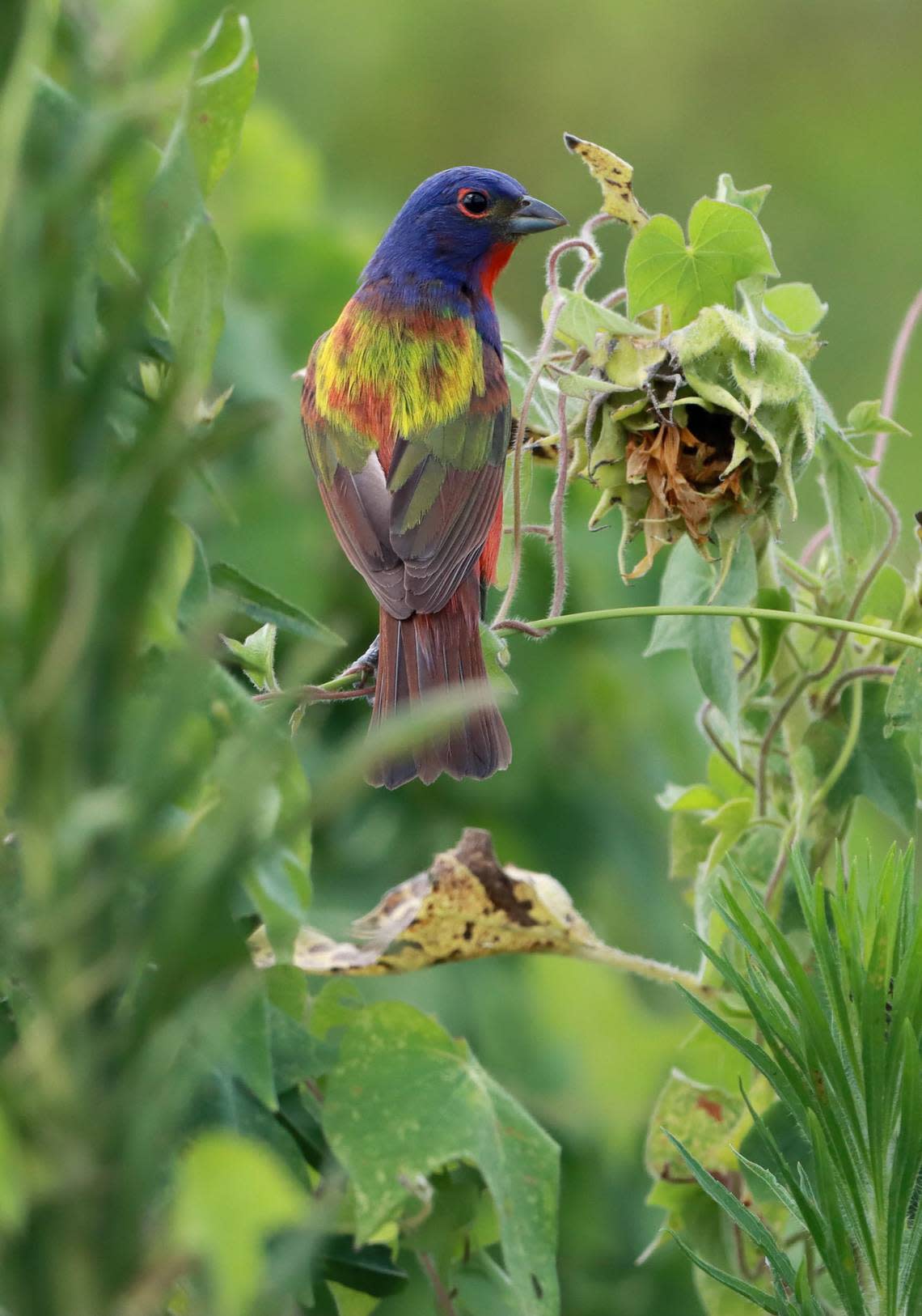 Birders converge on Dorothea Dix Park in Raleigh to photograph a rare painted bunting in Raleigh, NC.