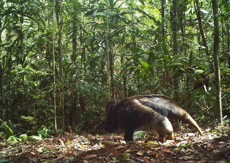 <span class="caption">Giant anteater.</span> <span class="attribution"><span class="source">Mark Abrahams</span>, <span class="license">Author provided</span></span>