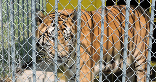 Tony behind the fencing of his truck stop enclosure. (Photo: Courtesy of ALDF)