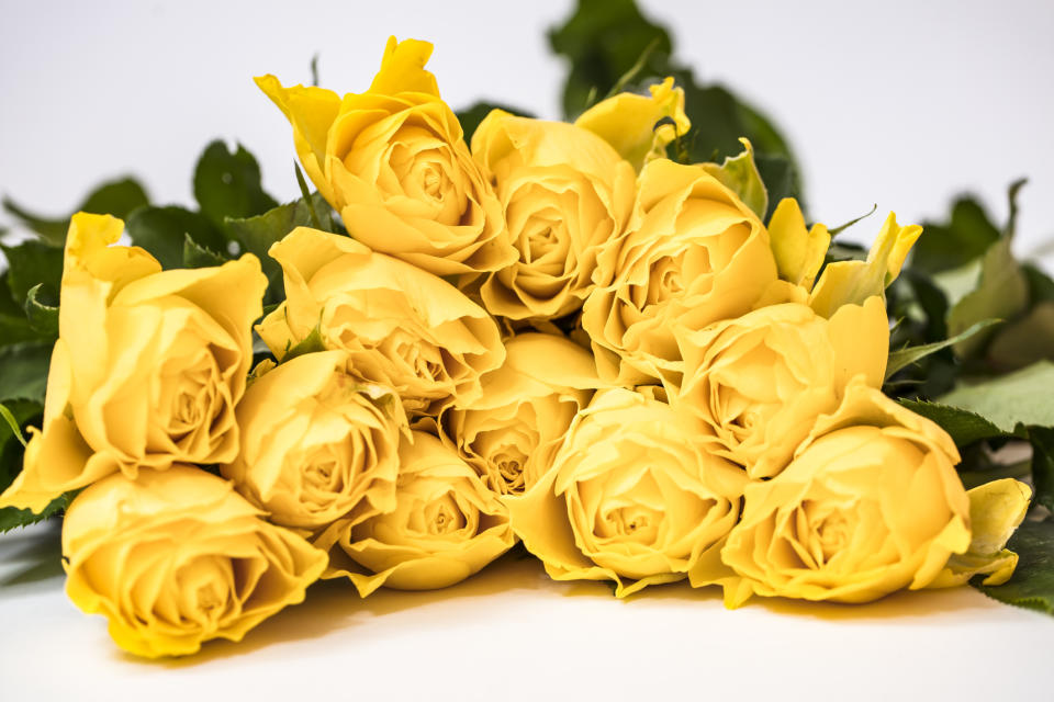 情人節禮物送花攻略丨送幾朵/花語/花束款式推薦！求婚送108枝玫瑰花、黃色鬱金香原來唔送得？