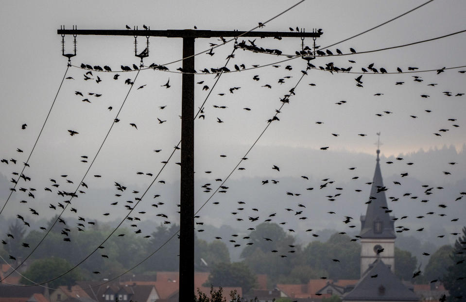 Birds fly around a power pole on the outskirts of Wehrheim, Germany, Sept. 5, 2024. (AP Photo/Michael Probst, File)