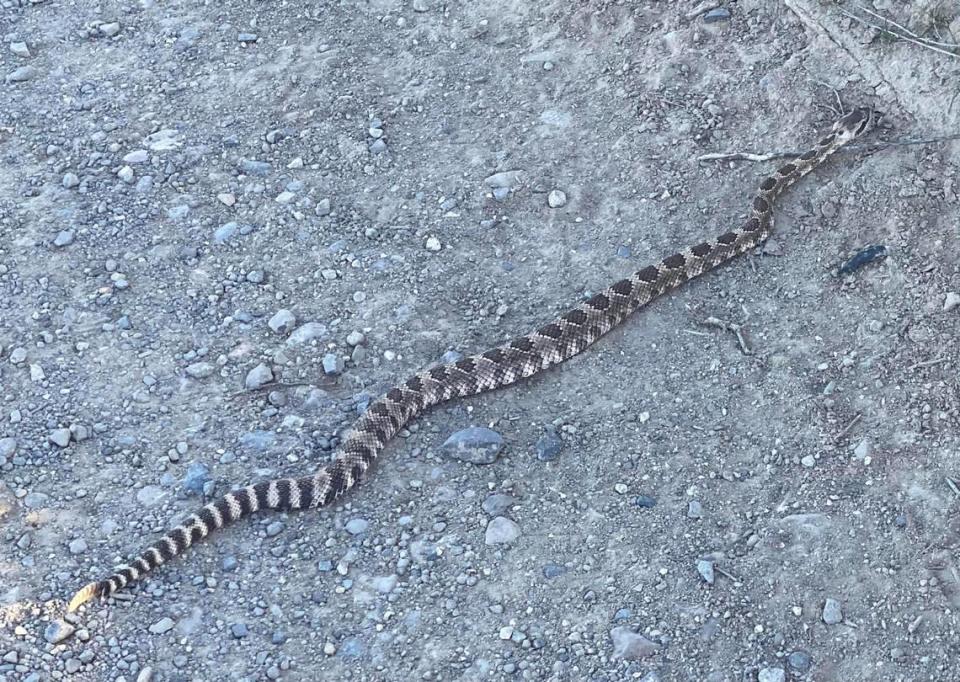 James Powell spotted this rattlesnake the afternoon of March 19, 2024, near the top of Badger Mountain.