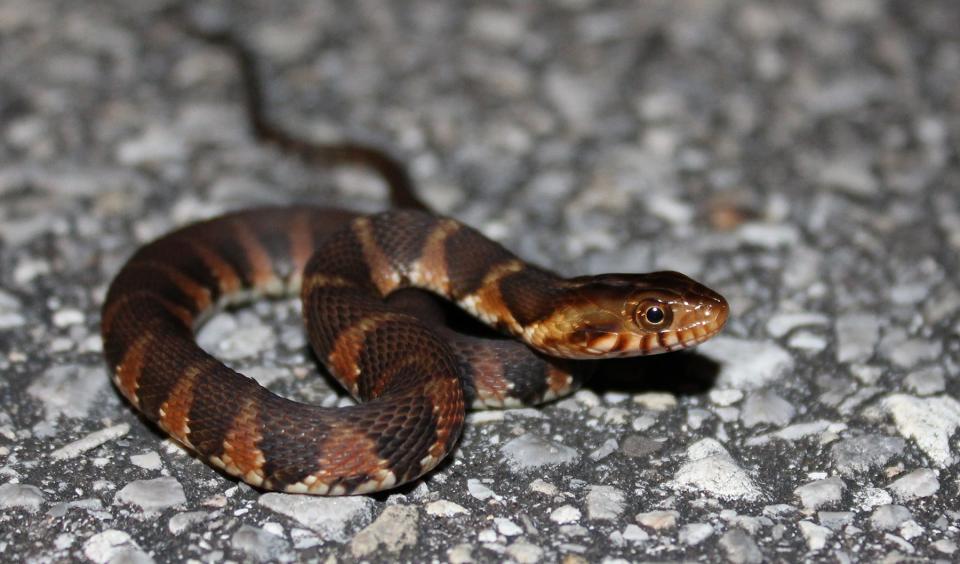 Water snakes can sometimes be confused with Burmese pythons.