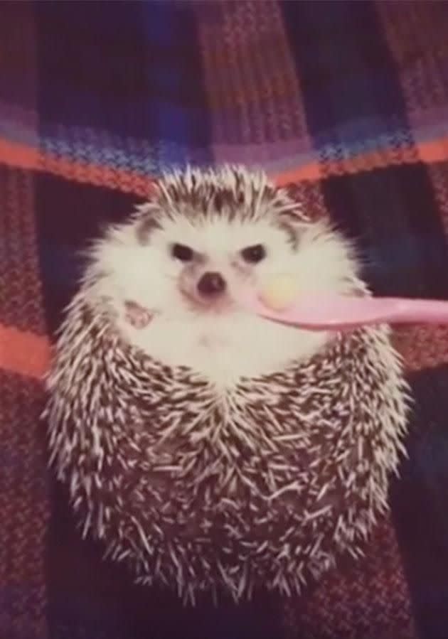 This hedgehog loves eating apple. Photo: Instagram/hedgehog_azuki