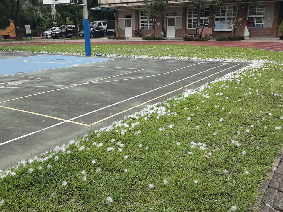 棉絮隨風飛舞，百吉國小校園被點綴成雪白般的夢幻美景。（圖：王連進校長提供）