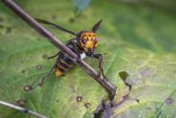 In photo provided by the Washington State Dept. of Agriculture, an Asian Giant Hornet wearing a tracking device is shown Thursday, Oct. 22, 2020 near Blaine, Wash. Scientists have discovered the first nest of so-called murder hornets in the United States and plan to wipe it out Saturday to protect native honeybees, officials in Washington state said Friday, Oct. 23, 2020. (Karla Salp/Washington Dept. of Agriculture via AP)