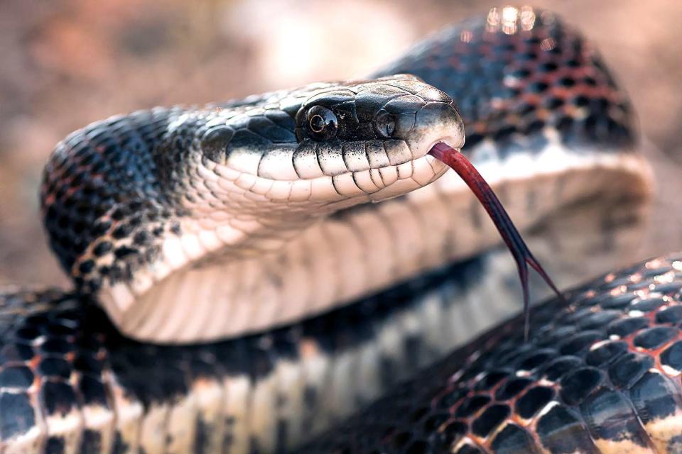 <p>Getty</p> A stock photo of a rat snake