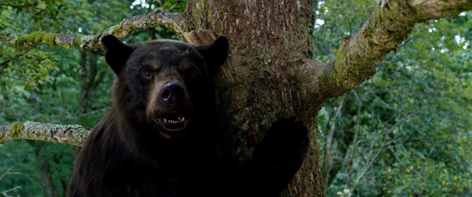A inquisitive bear gets ahold of a wayward drug shipment and runs amok in "Cocaine Bear."