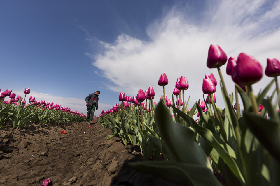 Tulip Fields Blossom Near Magdeburg