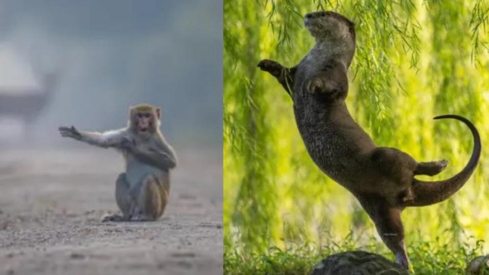 向右看齊！、水獺舞伶。（圖／翻攝自 搞笑野生動物攝影獎）