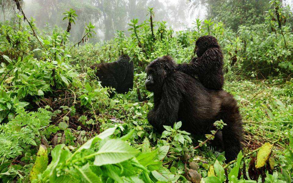 Gorilla Trekking in the Democratic Republic of Congo