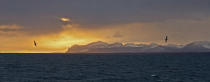 <b>Frozen Planet, BBC One, Wed, 9pm</b><br><b>Episode 4</b><br><br>Albatross over Antarctic landscape at sunset.