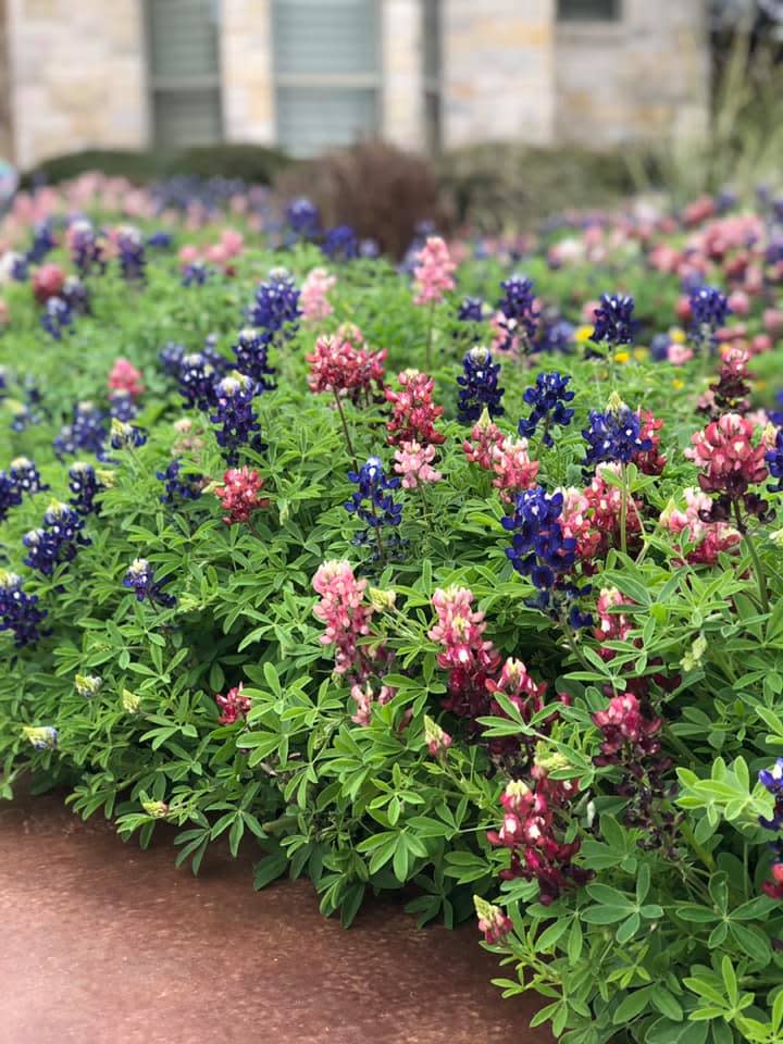 Bluebonnets are shown growing in a home landscape