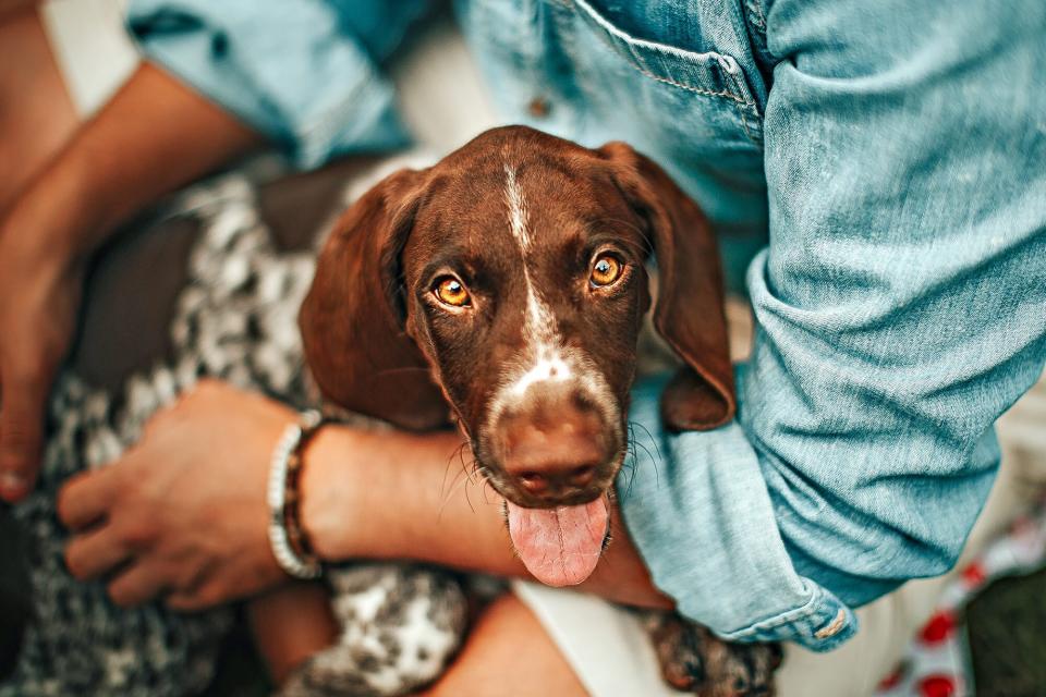 german shorthaired pointer sitting in owner's arm with his tongue out looking at the camera