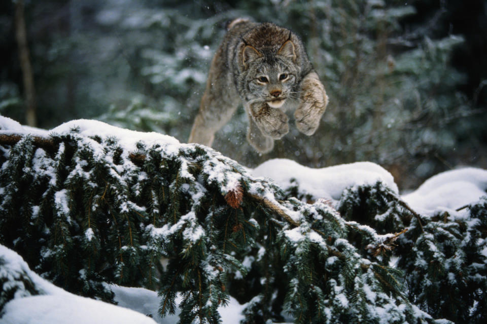 Canada Lynx<p><a href="https://www.gettyimages.com/detail/photo/canada-lynx-pouncing-royalty-free-image/523758432?phrase=canada+lynx&adppopup=true" rel="nofollow noopener" target="_blank" data-ylk="slk:John Conrad/Getty Images;elm:context_link;itc:0;sec:content-canvas" class="link ">John Conrad/Getty Images</a></p>