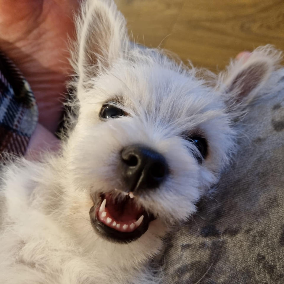 Pumpkin is much happier now she can go for walkies. (SWNS)