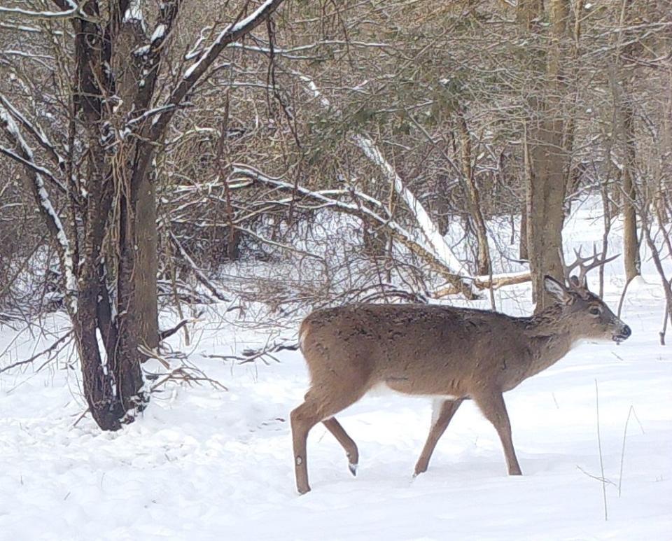 A buck in the snow-covered woods.