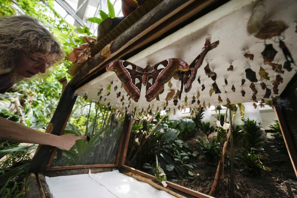 Ornithologist Francesca Rossi shows a female Papilio lowi chrysalis, at a butterfly nursery rack at the greenhouse of the Museo delle Scienze (MUSE), a science museum in Trento, Italy, Monday, May 6, 2024. The Butterfly Forest was created to bring public awareness to some of the research that MUSE is doing in Udzungwa Mountains to study and protect the world’s biodiversity against threats such as deforestation and climate change. (AP Photo/Luca Bruno)