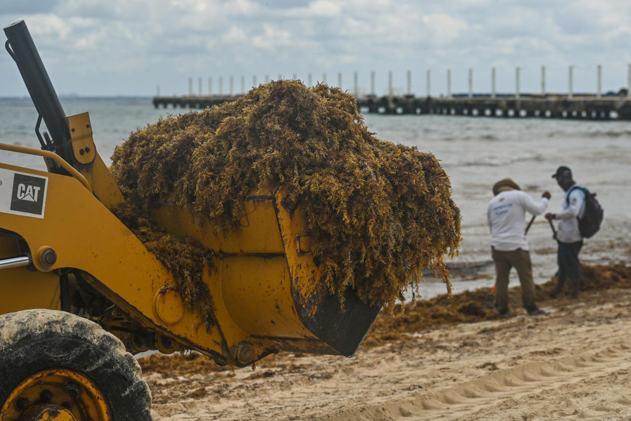 Cleanup crews remove sargassum seaweed from Playa del Carmen, Mexico, on April 29, 2022. (Artur Widak / NurPhoto via Getty Images file)