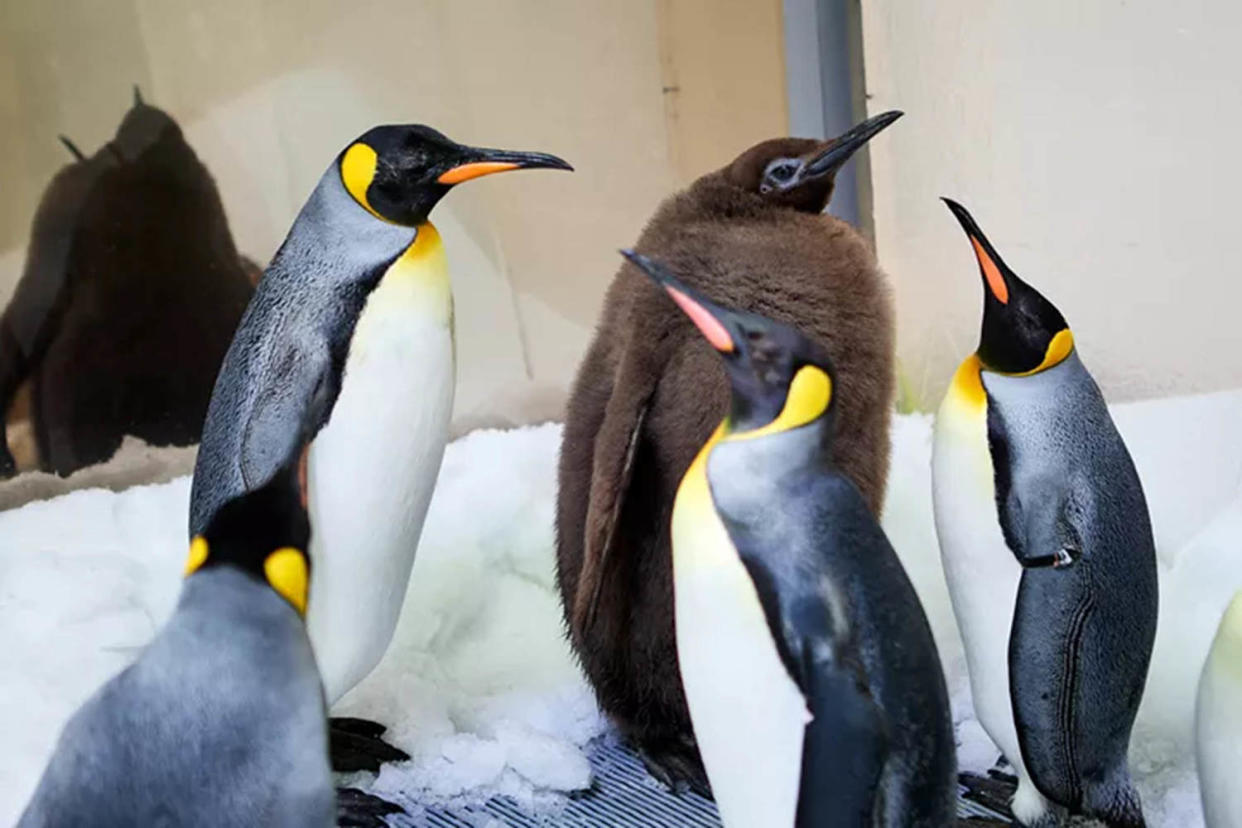 Pesto the Penguin (SEA LIFE Melbourne Aquarium)