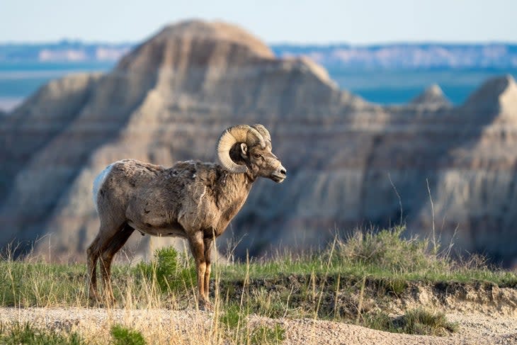 In Badlands National Park, a bighorn ram surveys his kingdom at sunset.