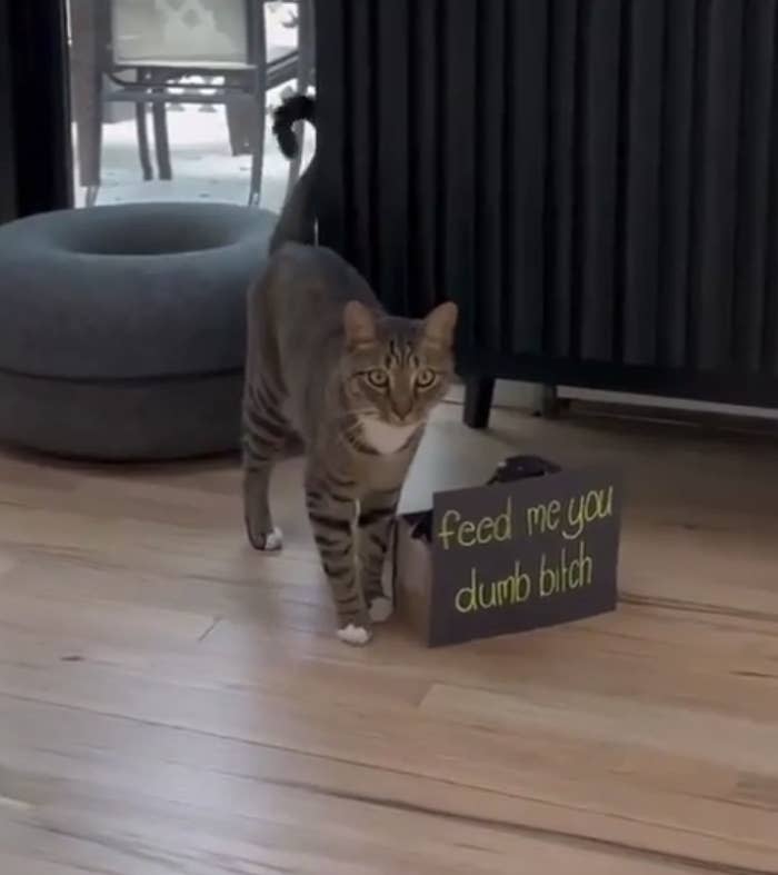 A cat walks indoors next to a small sign that reads, "feed me you dumb bitch."