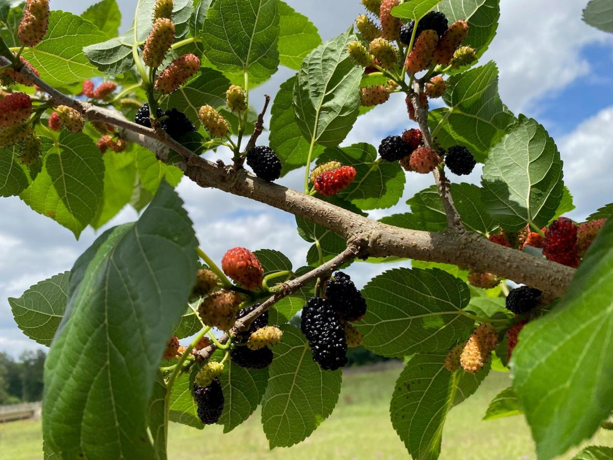 Mulberries are one of many kinds of fruit than can be dried and preserved.