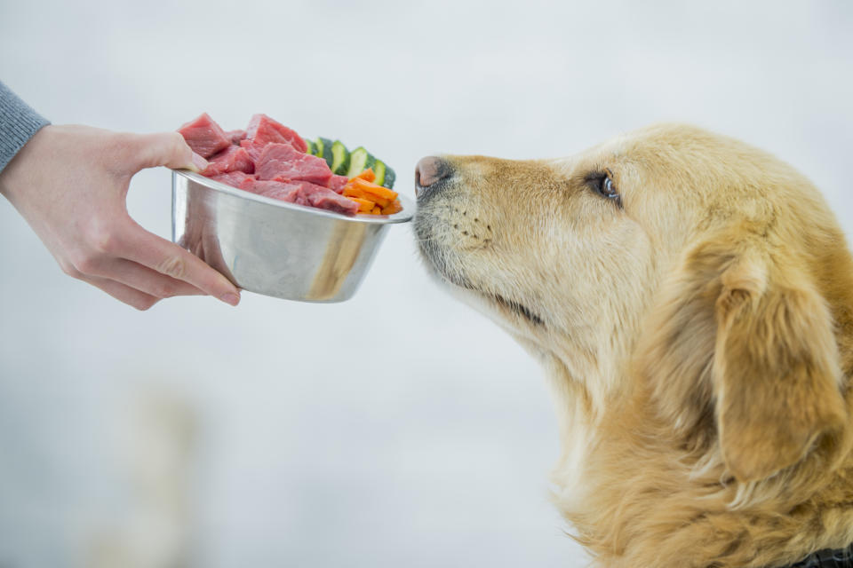 狗狗吃生食。示意圖來源：Getty Images
