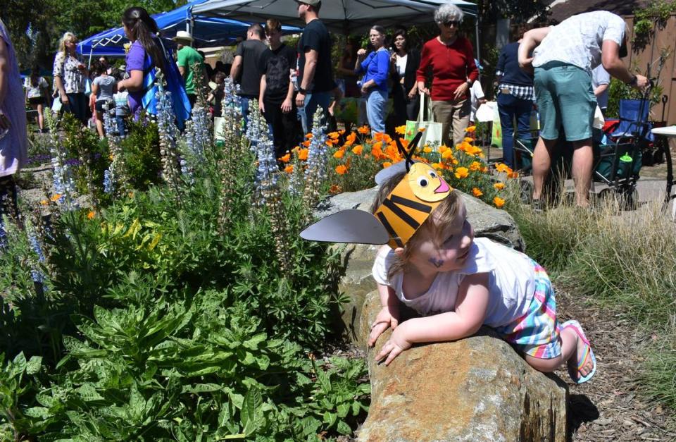 A bee, aka 2-year-old Freya Crabb, alights on a rock during the first Modesto Pollinator Festival in the La Loma Native Garden on Encina Avenue in Modesto on Sunday, April 7, 2019.