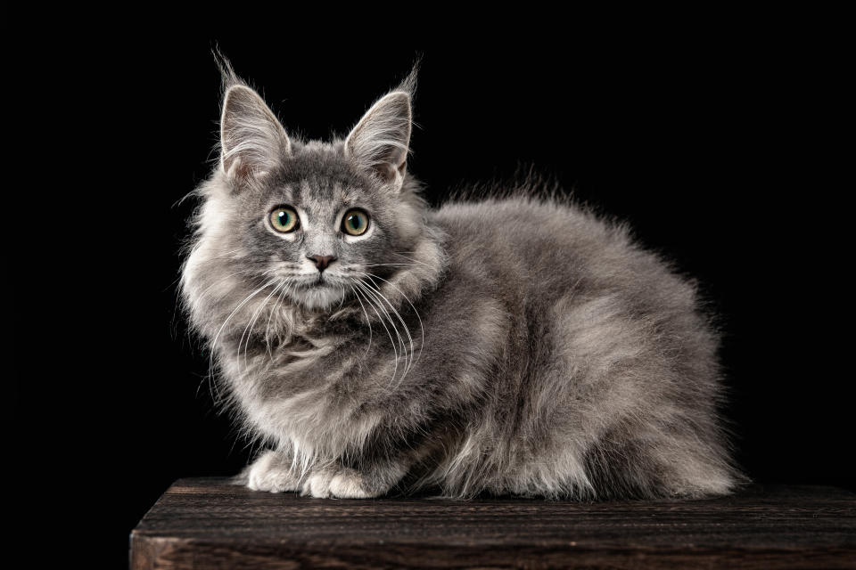 Maine Coon (Getty Images)