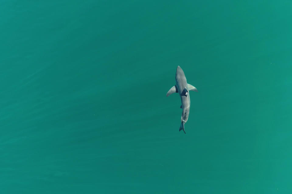 In this drone image provided by researchers with the Shark Lab at Cal State Long Beach, shows a white shark swimms along the Southern California coastline, May 31, 2023. Researchers at CSULB Shark Lab, used drones to study juvenile white sharks and how close they swim to humans in the water. There were no reported shark bites in any of the 26 beaches surveyed between January 2019 and March 2021. (Patrick Rex/CSULB Shark Lab via AP)