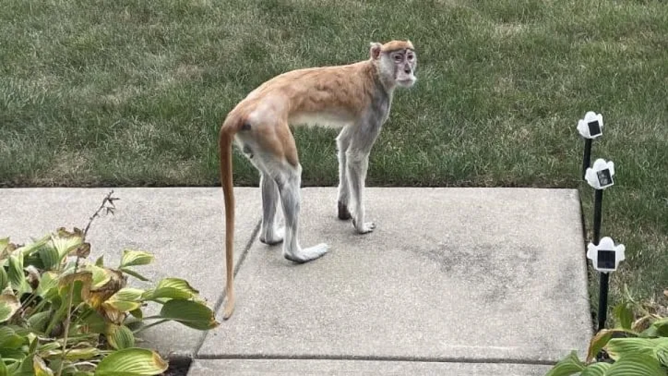 Momo the monkey on the run (IMPD/X)