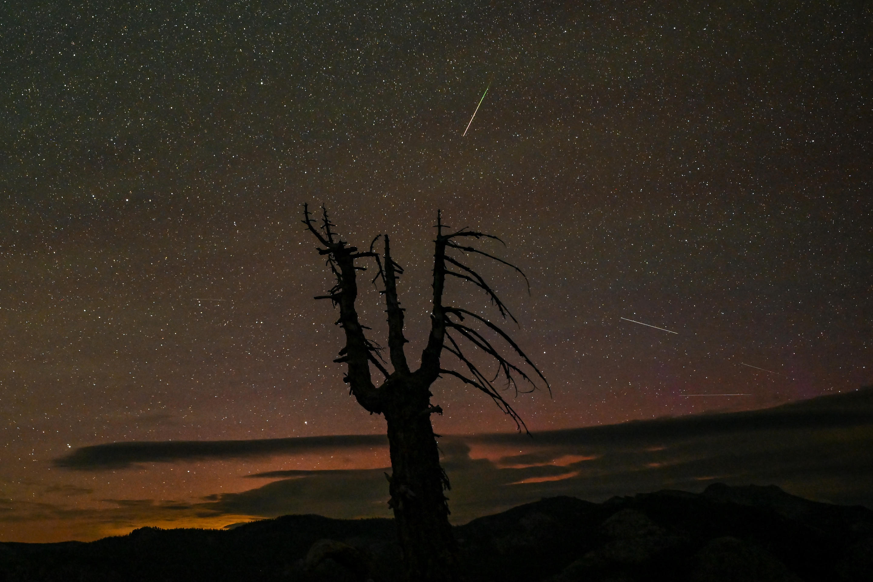 Zarys drzewa na tle nocnego nieba, oświetlony niezliczonymi gwiazdami i rojem meteorów Perseidów, widziany w Gleacher Point w Parku Narodowym Yosemite w Kalifornii. 