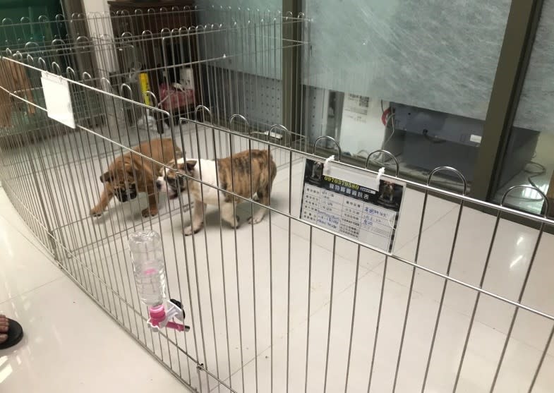 購買犬貓時觀察犬隻活動力是否正常。   圖：新北市動保處提供