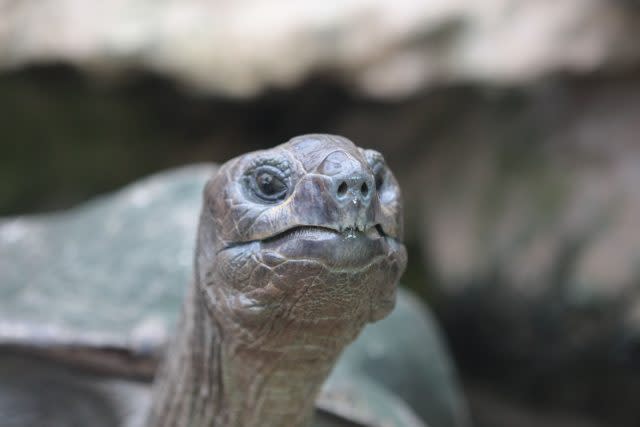 Biggie, a giant Aldabra tortoise, who is celebrating 42 years at Bristol Zoo