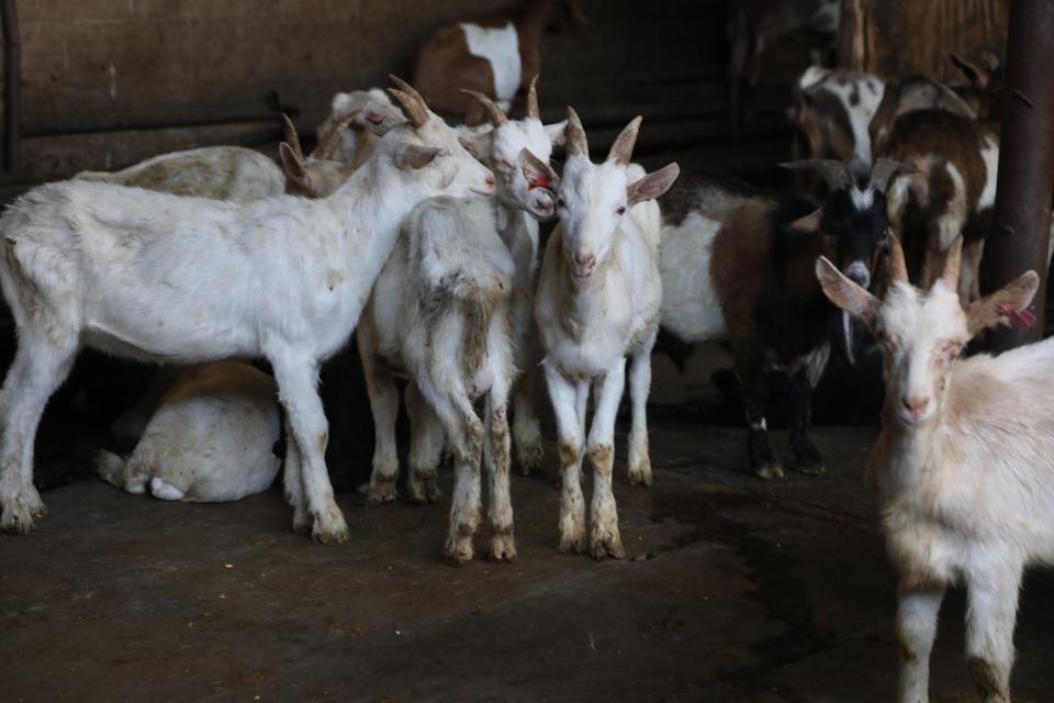 Goats shipped from the company's Texas ranch in the holding section of the plant before they are to be slaughtered. The family-owned operation harvests more than 400,000 animals each year according to strict Islamic standards, but its workload ramps up tenfold ahead of Eid al-Adha.