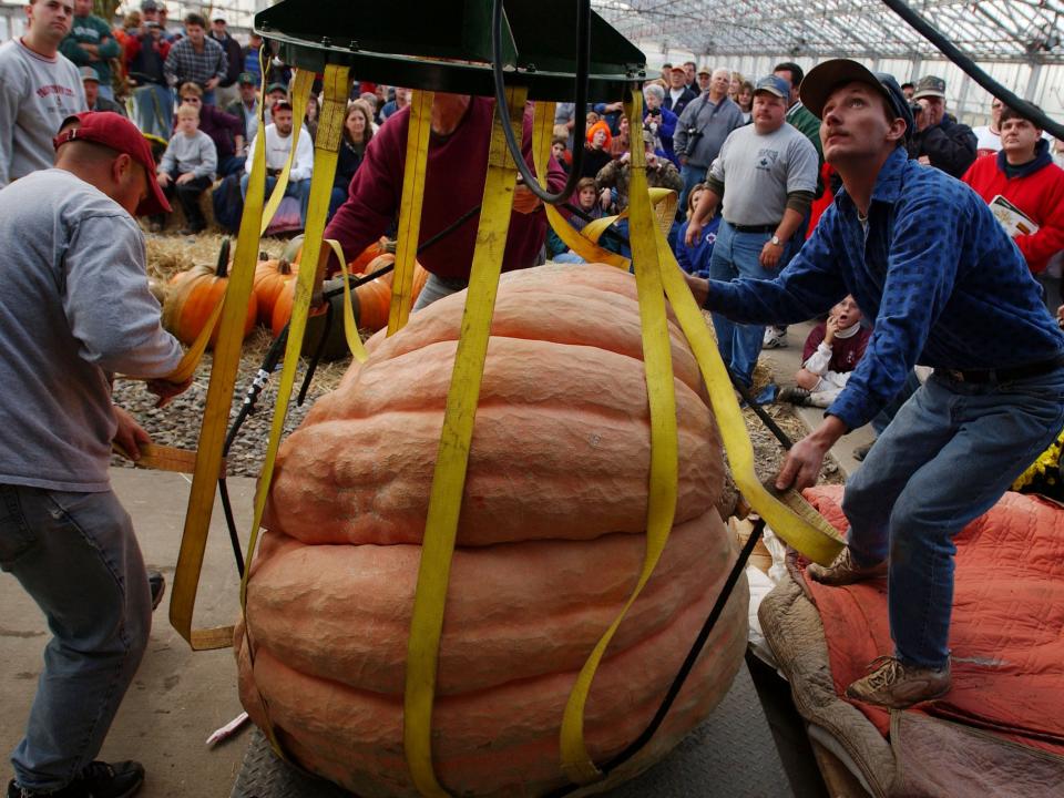 ohio pumpkin growing challenge