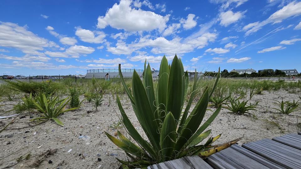 Samsung Galaxy Z Fold 5 Review Camera Samples