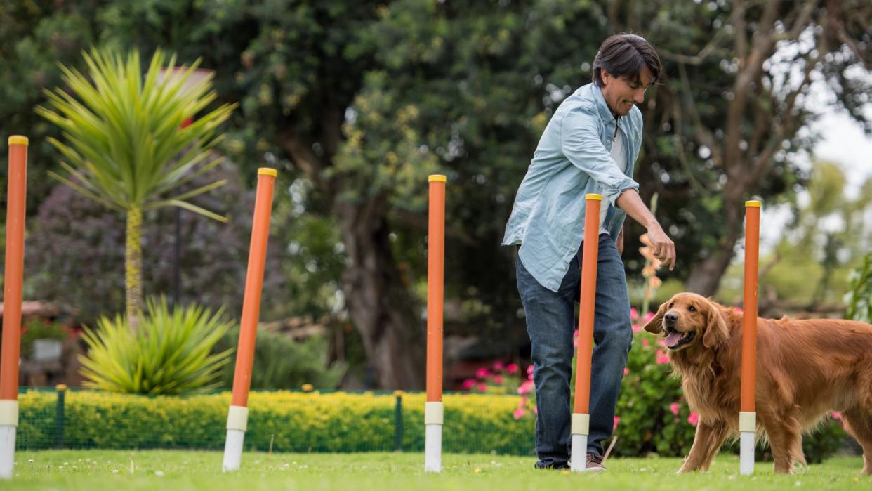 a smiling man teaches his golden retriever how to weave agility poles