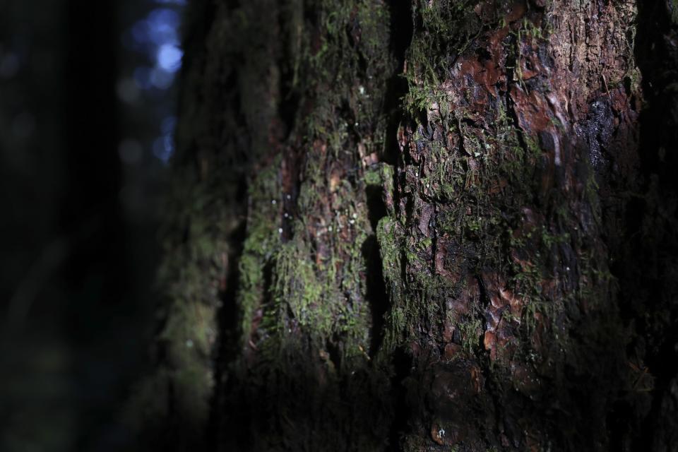 Sunlight hits the bark of a dead Douglas fir tree in the Willamette National Forest, Ore., Friday, Oct. 27, 2023. Scientists are investigating what they say is a new, woefully underestimated threat to the world’s plants: climate change-driven extreme heat. (AP Photo/Amanda Loman)