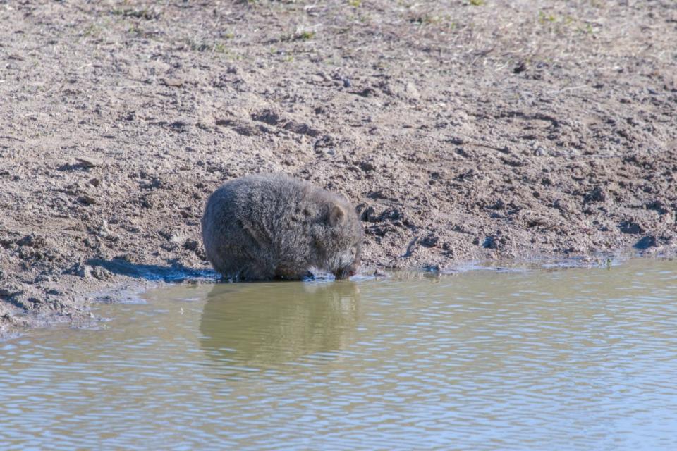 The small wombat drinking from a horse dam in Canberra.