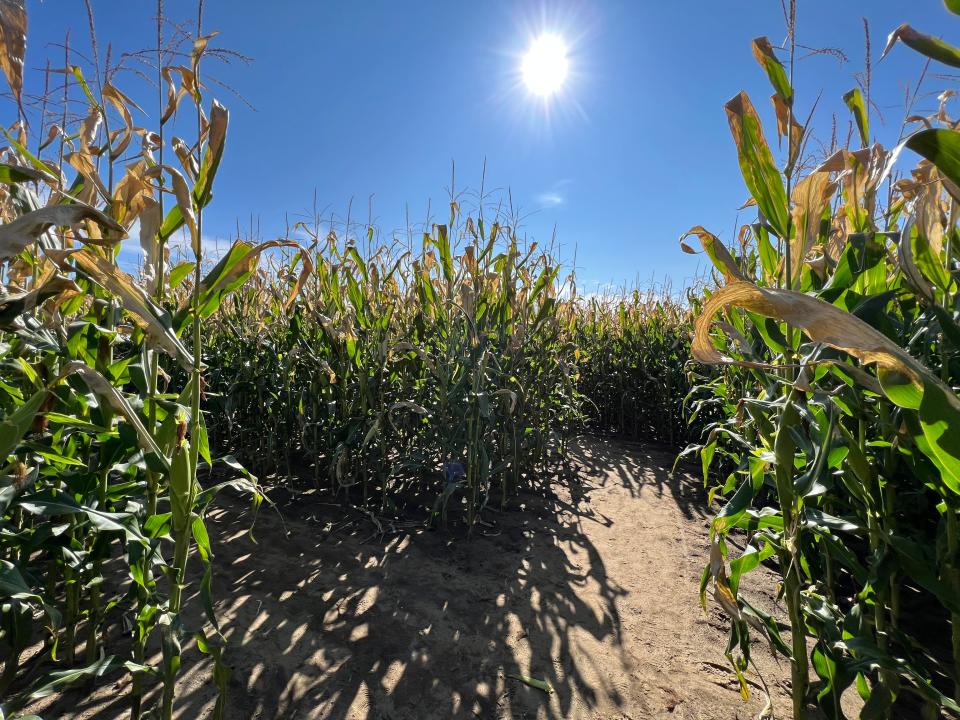 A fork in the road at Sam Mazza's Farm Market corn maze on Oct. 16, 2022.