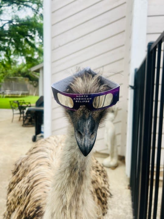 Earl the emu in Georgetown, Texas, ready to watch the April 8 solar eclipse (KXAN viewer photo)