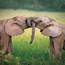 Two African elephants. (Photo by Piotr Gatlik/123RF/National Geographic)