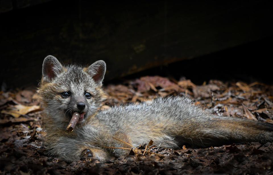 Title:"Excuse me sir but I think you're a little too young to be smoking." Description: A family of grey foxes took up residence under the deck of the abandoned cottage next to the photographers' home in Virginia.