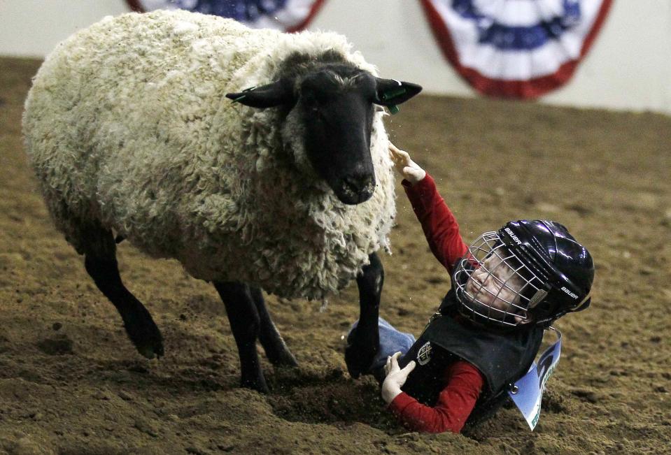 Blake Schock grimaces as he falls off his sheep in the "Mutton Bustin'" competition at the 108th National Western Stock Show in Denver