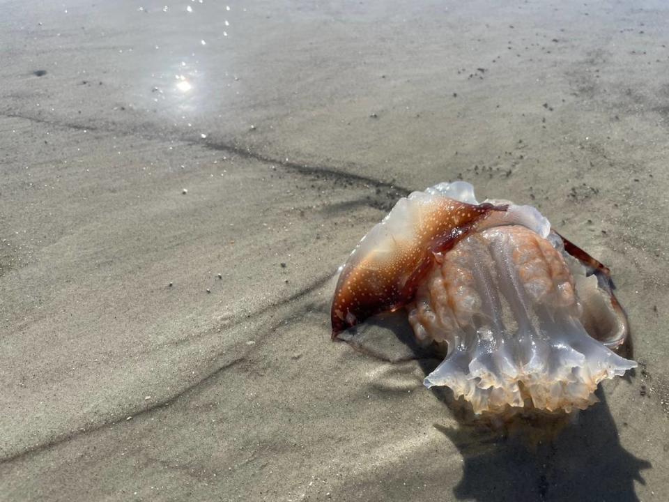 A cannonball jelly washed ashore on a Hilton Head Island, SC beach.