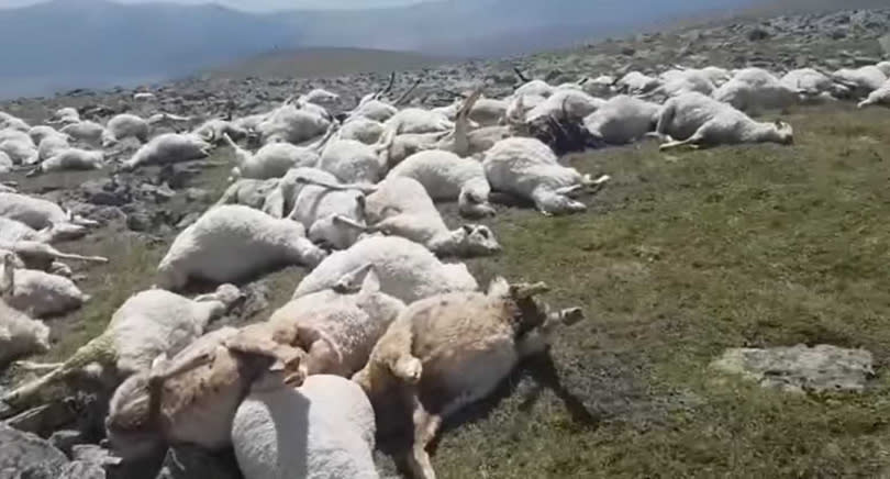 全部羊群倒地死亡。（圖／翻攝自JNEWS臉書）