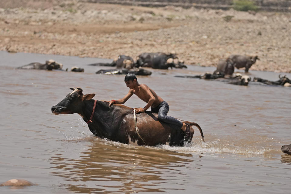 Un hombre baña a sus animales en el río Tawi en un día de mucho calor, en Jammu, India, el 28 de mayo de 2024. (AP Foto/Channi Anand)