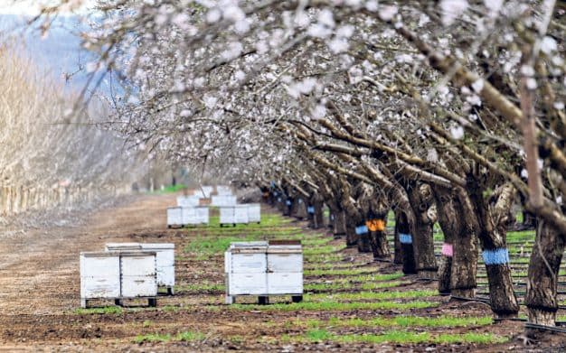 Beehives in the Californian almond groves – the crop depends on honeybees - Getty Images 